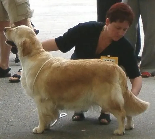 Dog picture