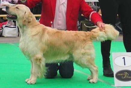 Dog picture