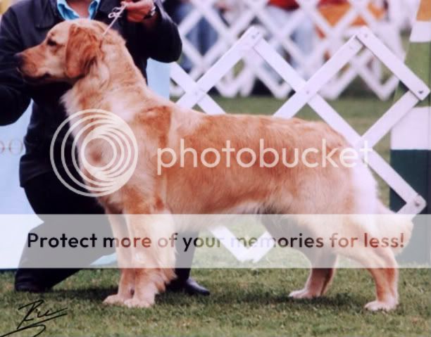 Dog picture