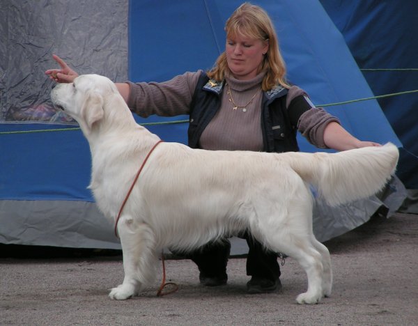 Dog picture