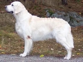 Dog picture