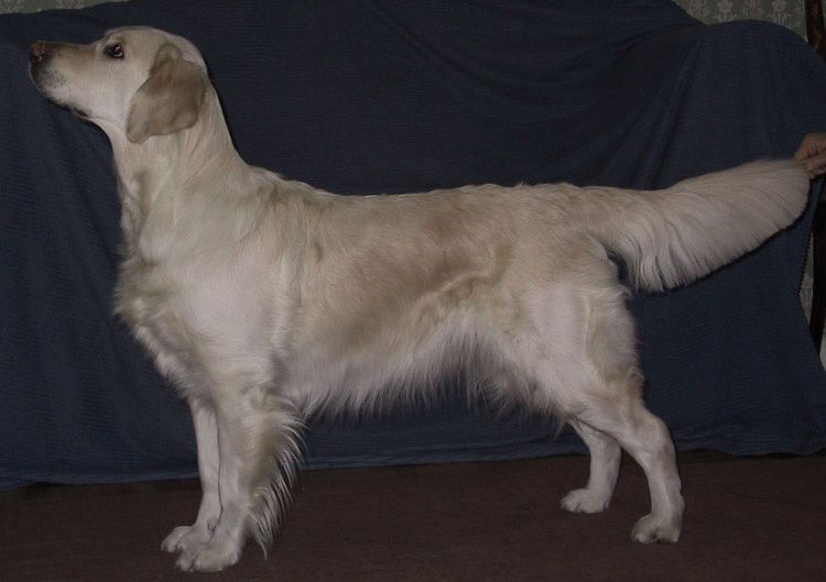 Dog picture