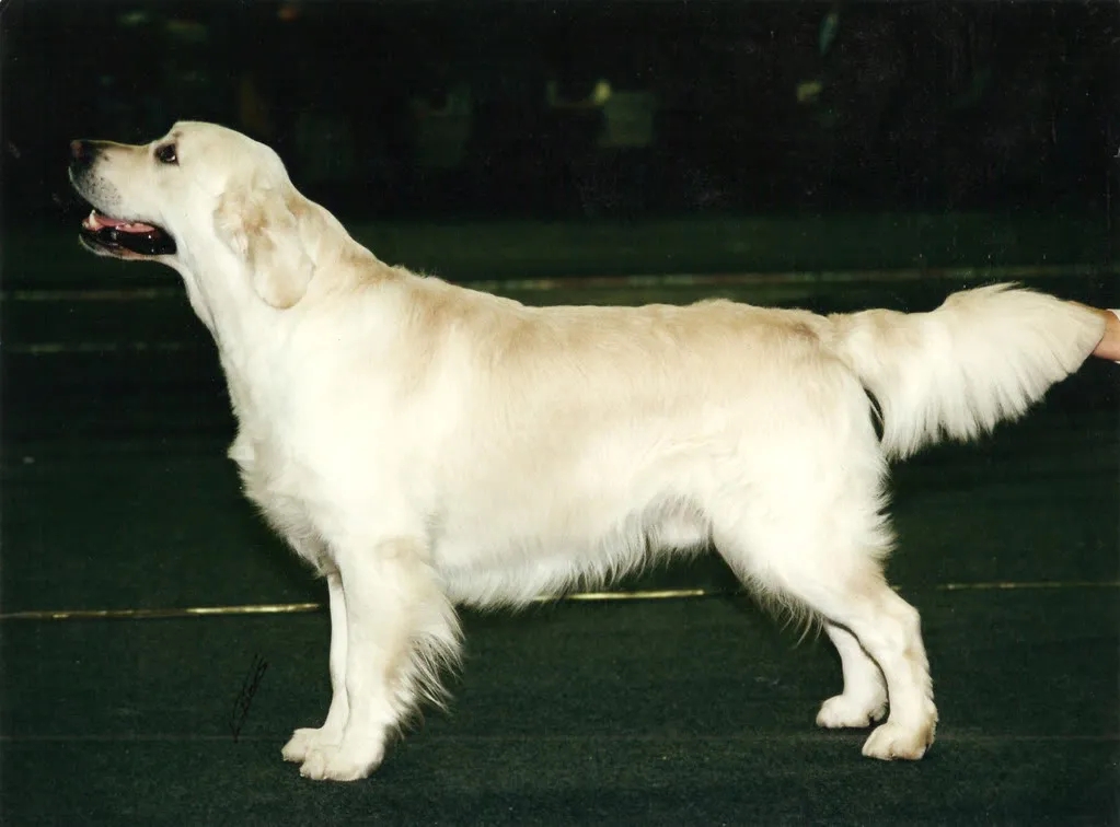 Dog picture