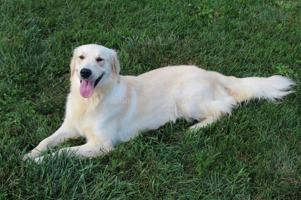 Dog picture
