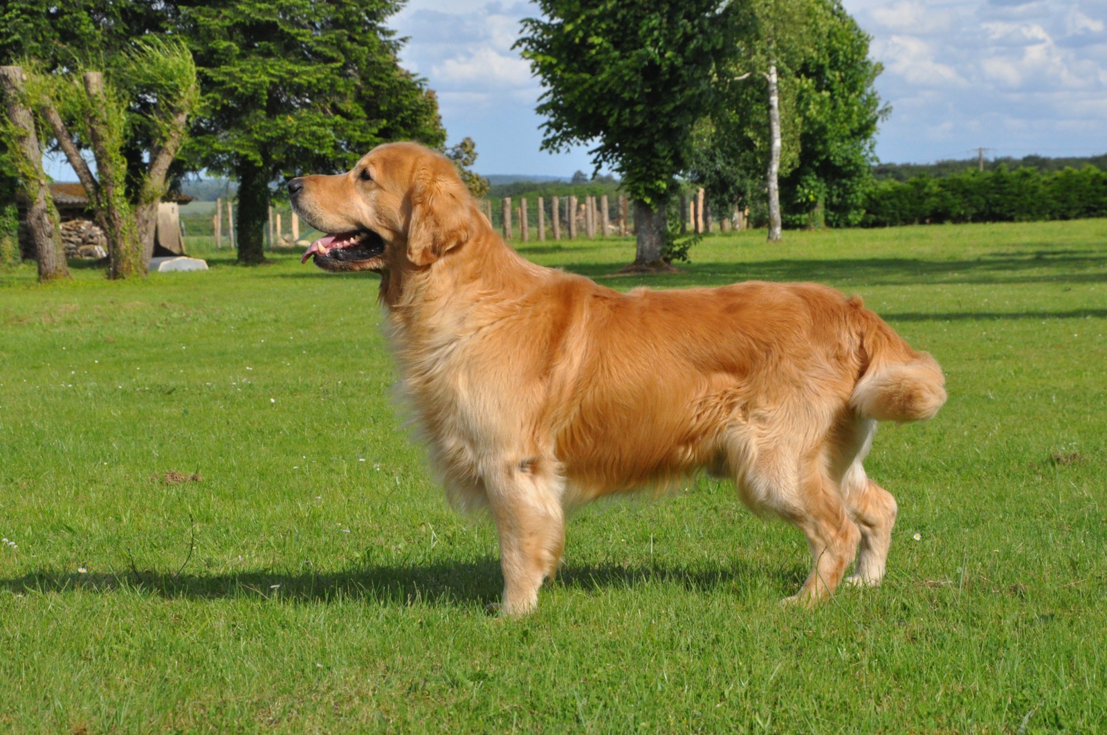 Dog picture