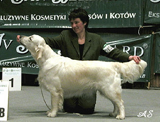 Dog picture