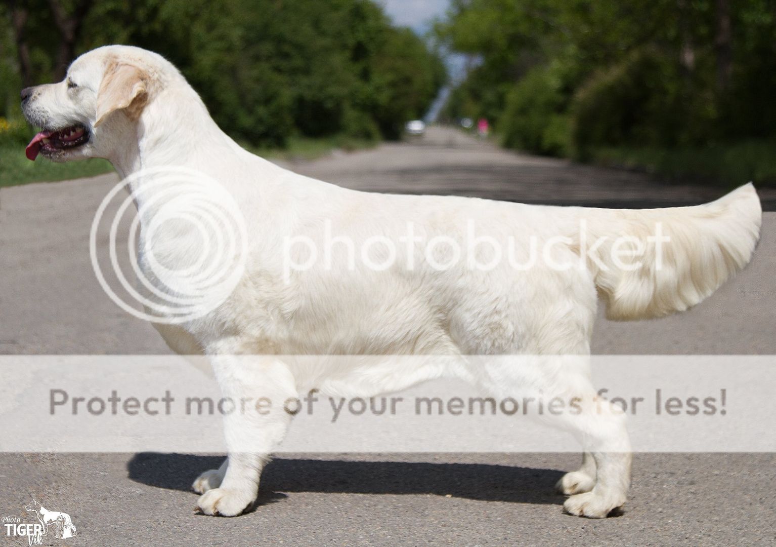 Dog picture