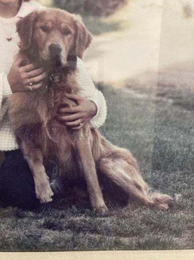 Dog picture