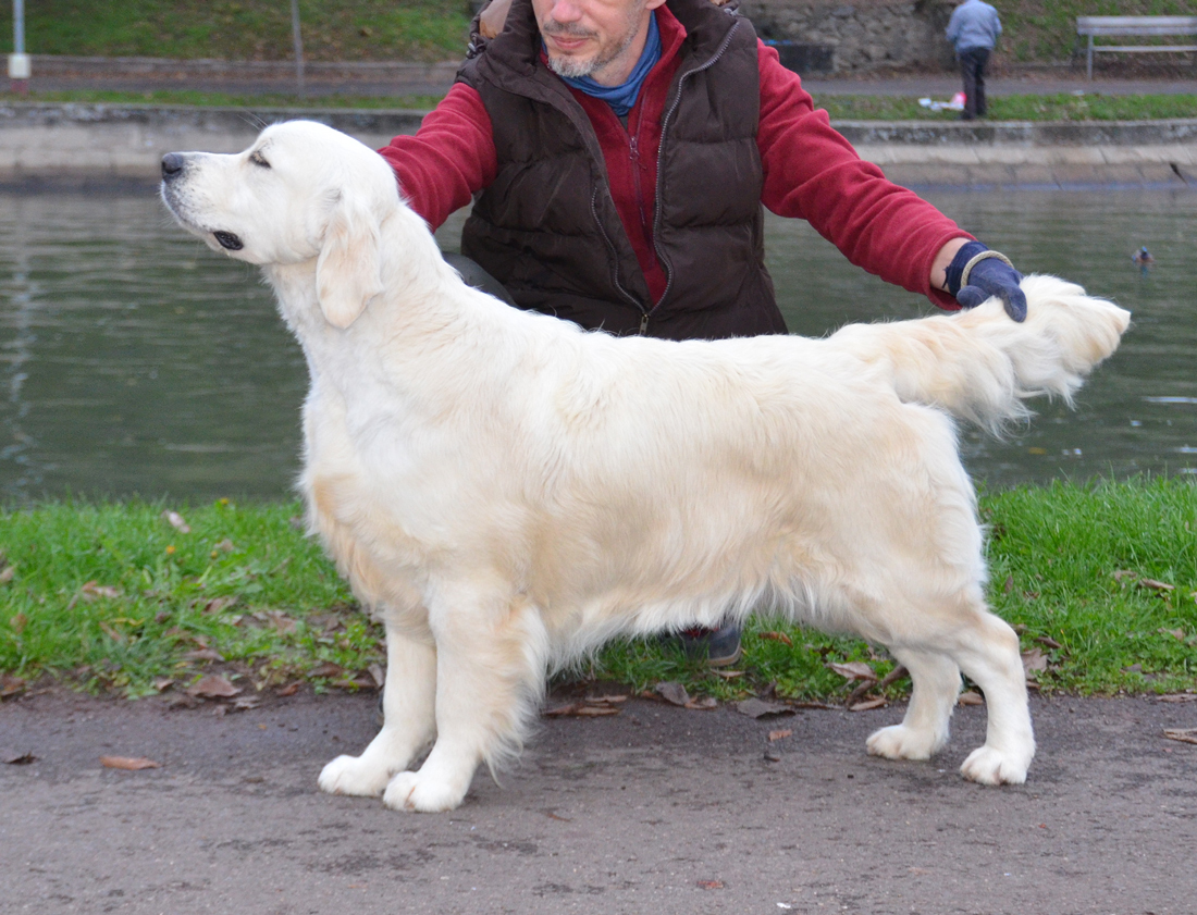 Dog picture