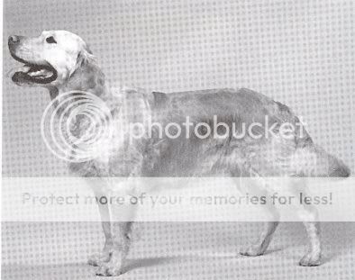 Dog picture