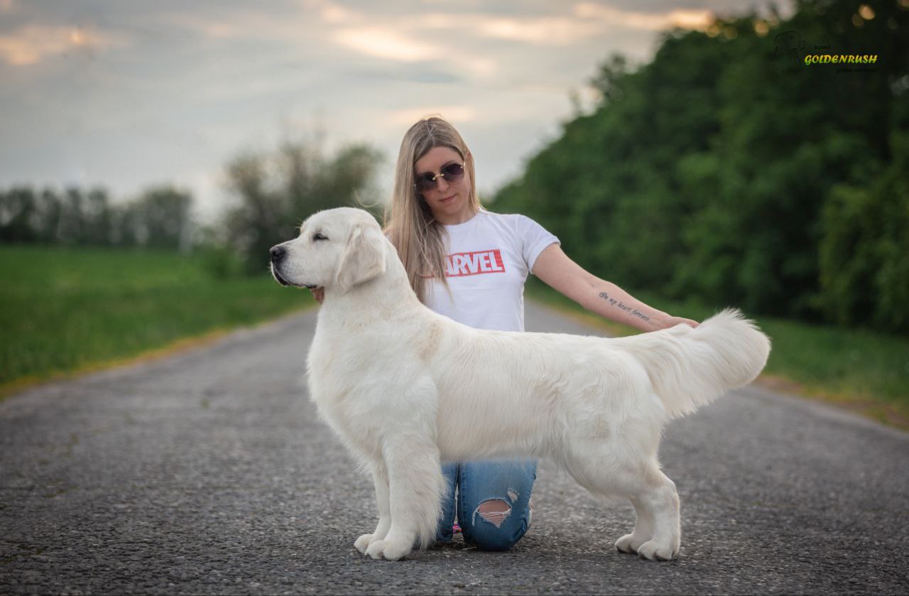 Dog picture