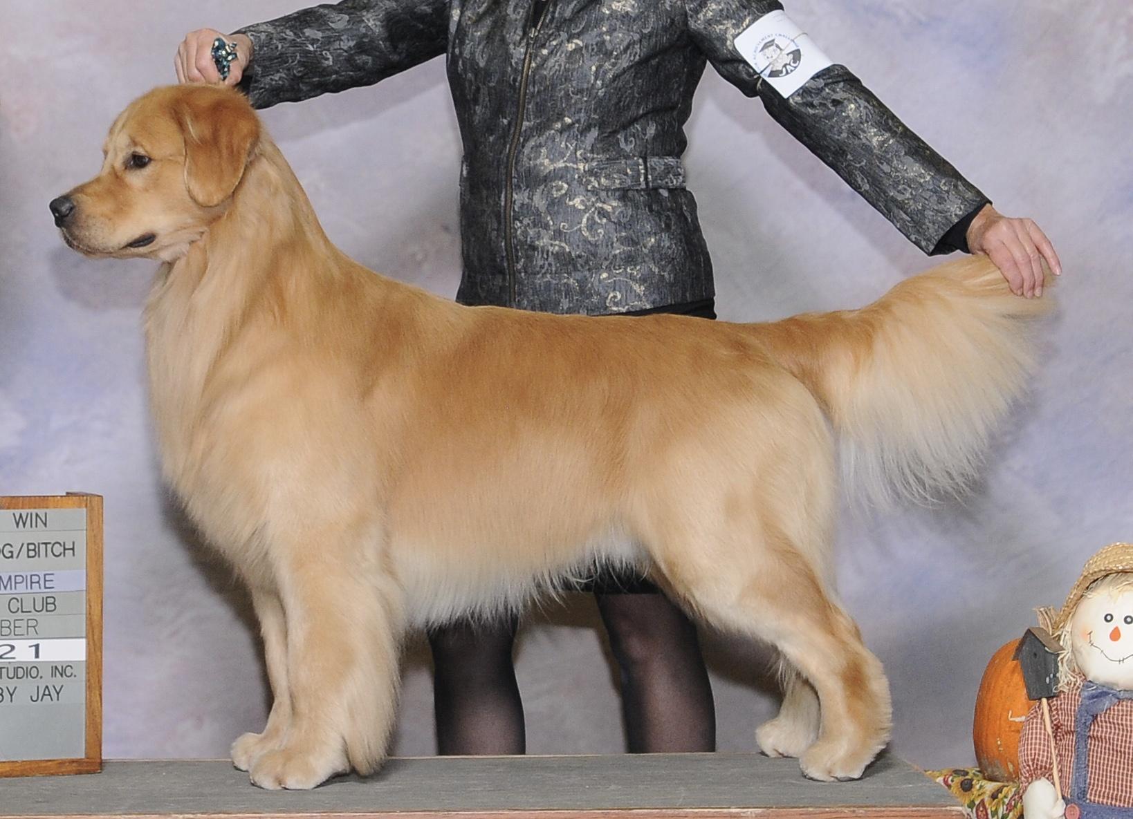 Dog picture