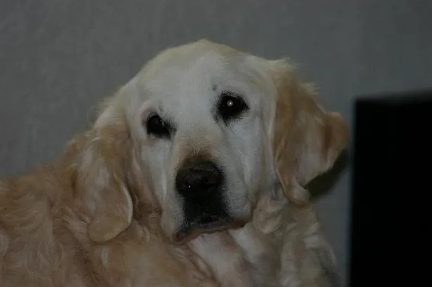 Dog picture