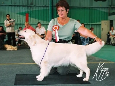 Dog picture
