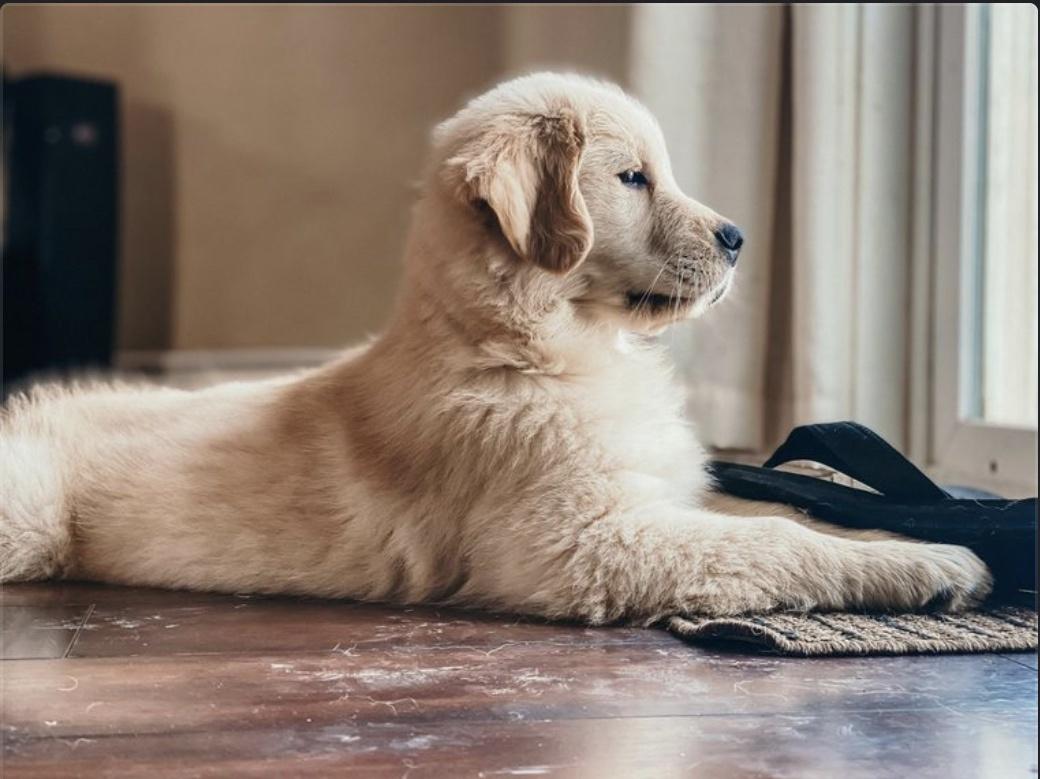 Dog picture