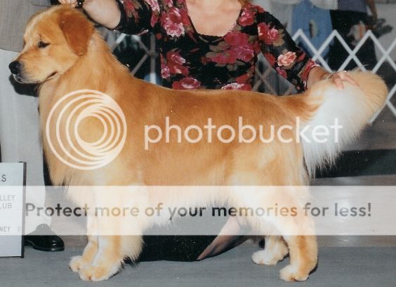 Dog picture