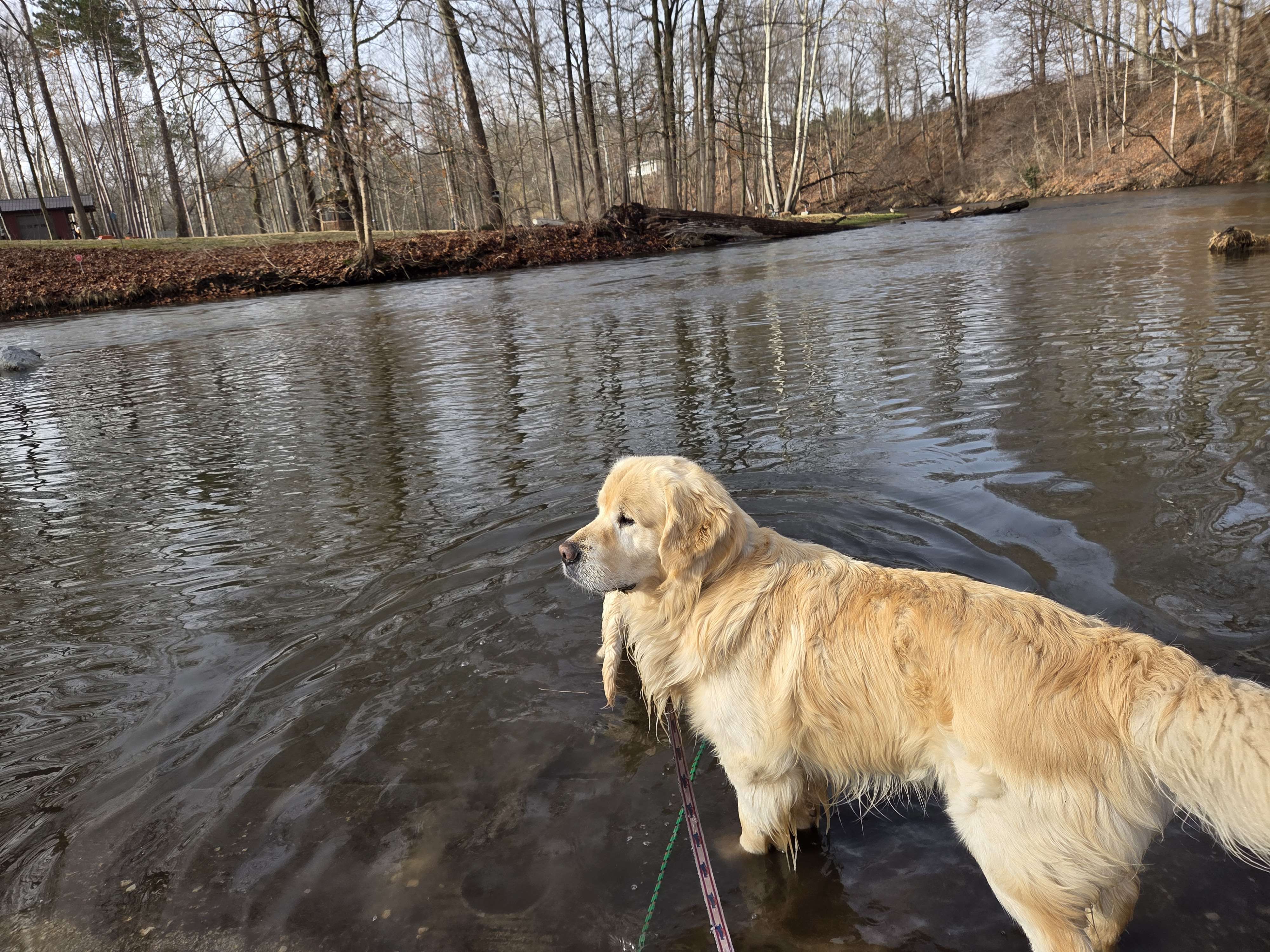 Dog picture