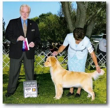 Dog picture
