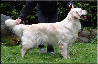 Dog picture
