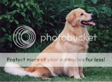 Dog picture