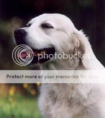Dog picture