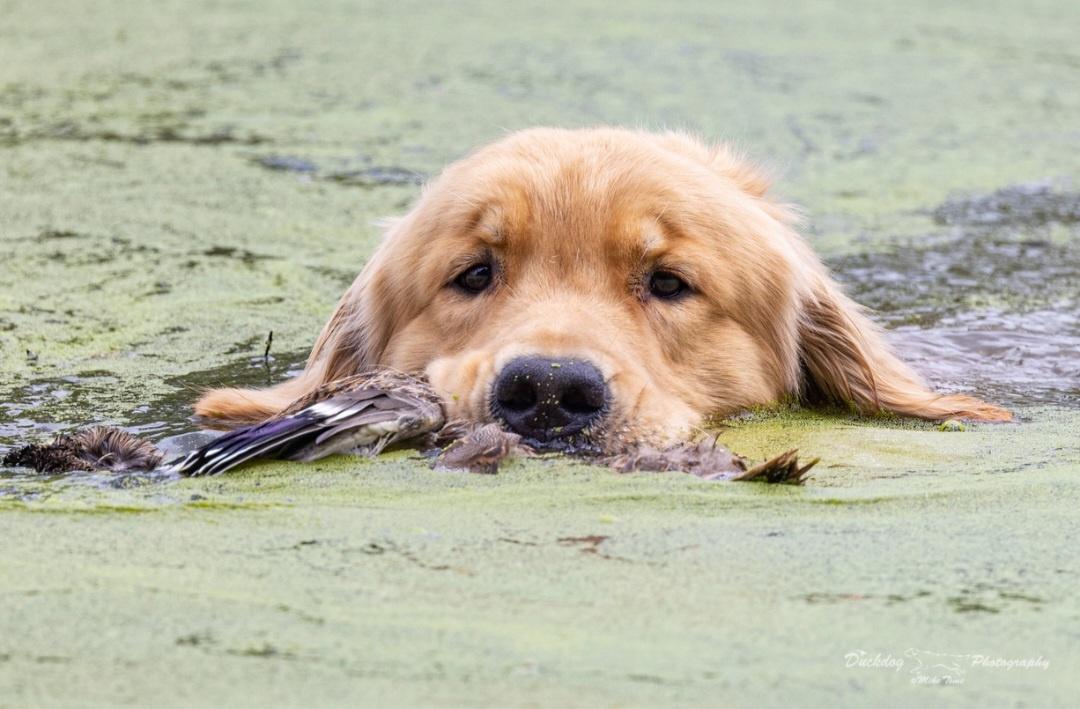 Dog picture