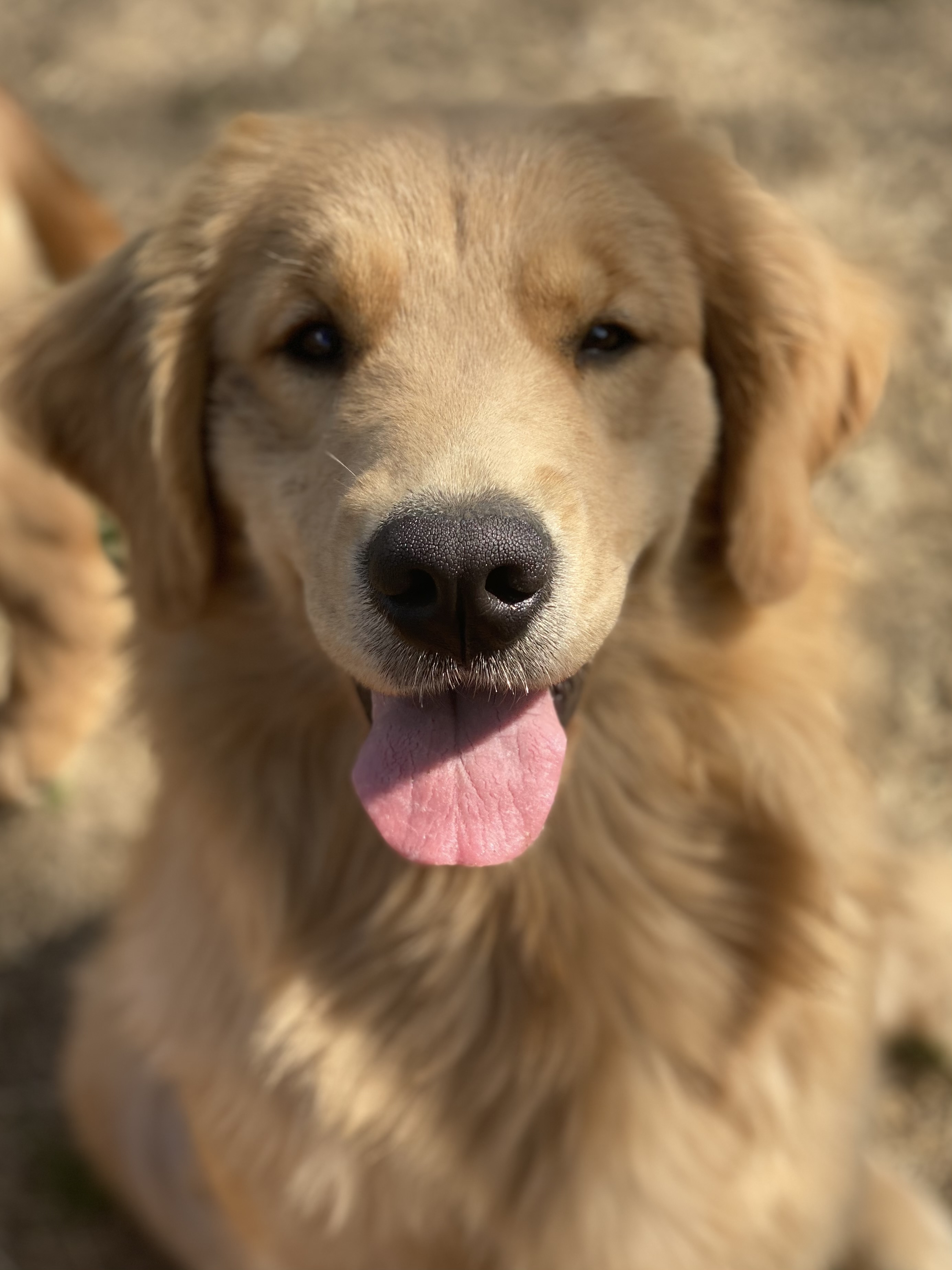 Dog picture