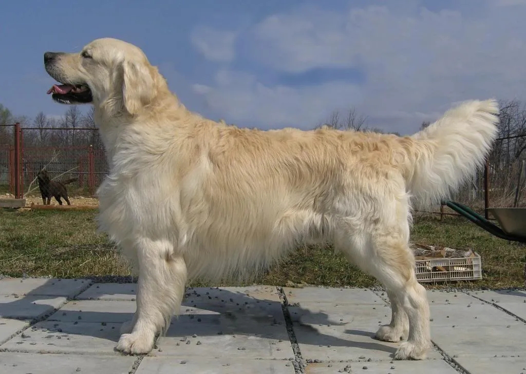 Dog picture