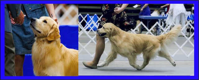 Dog picture