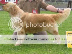 Dog picture