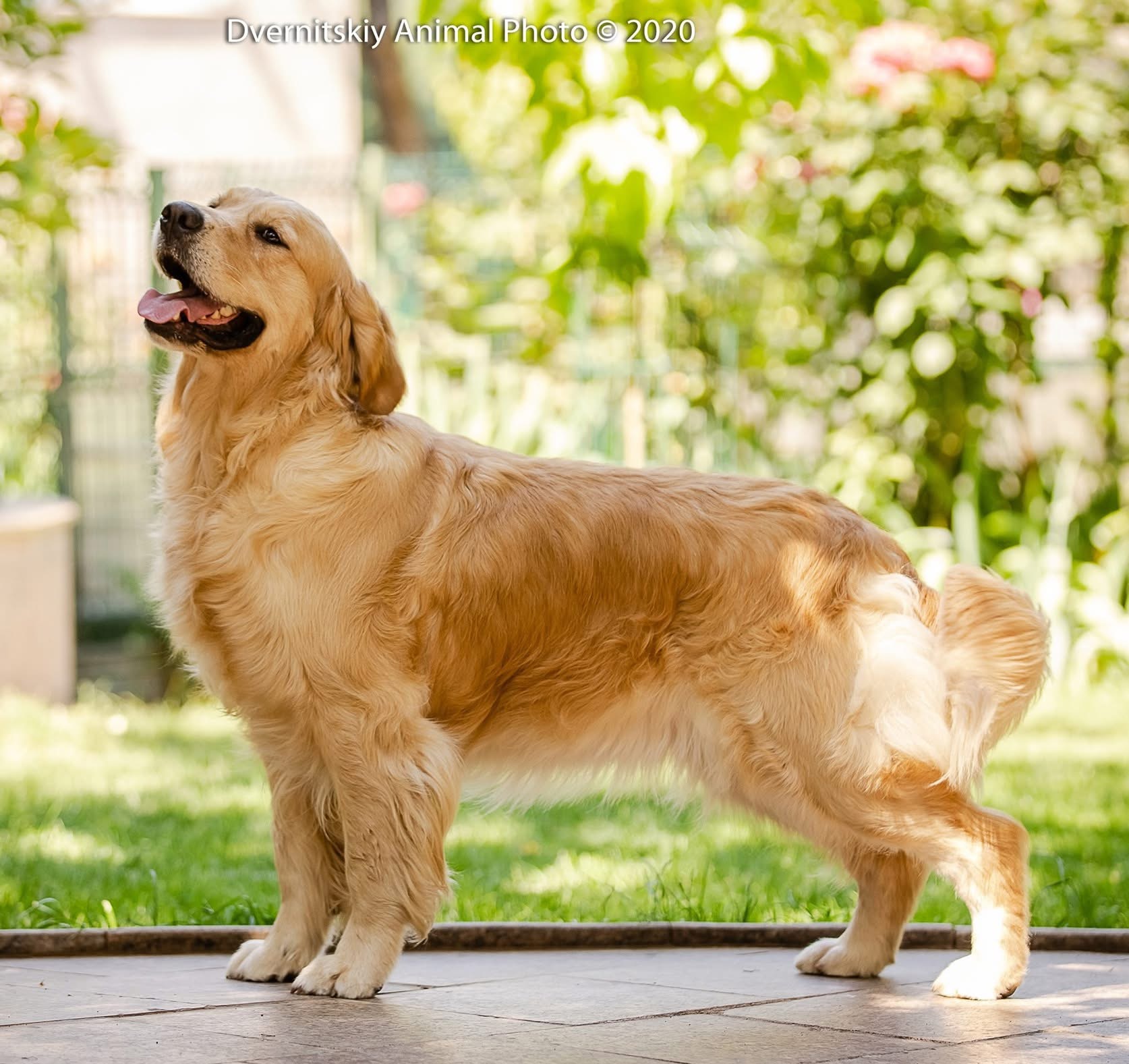 Dog picture