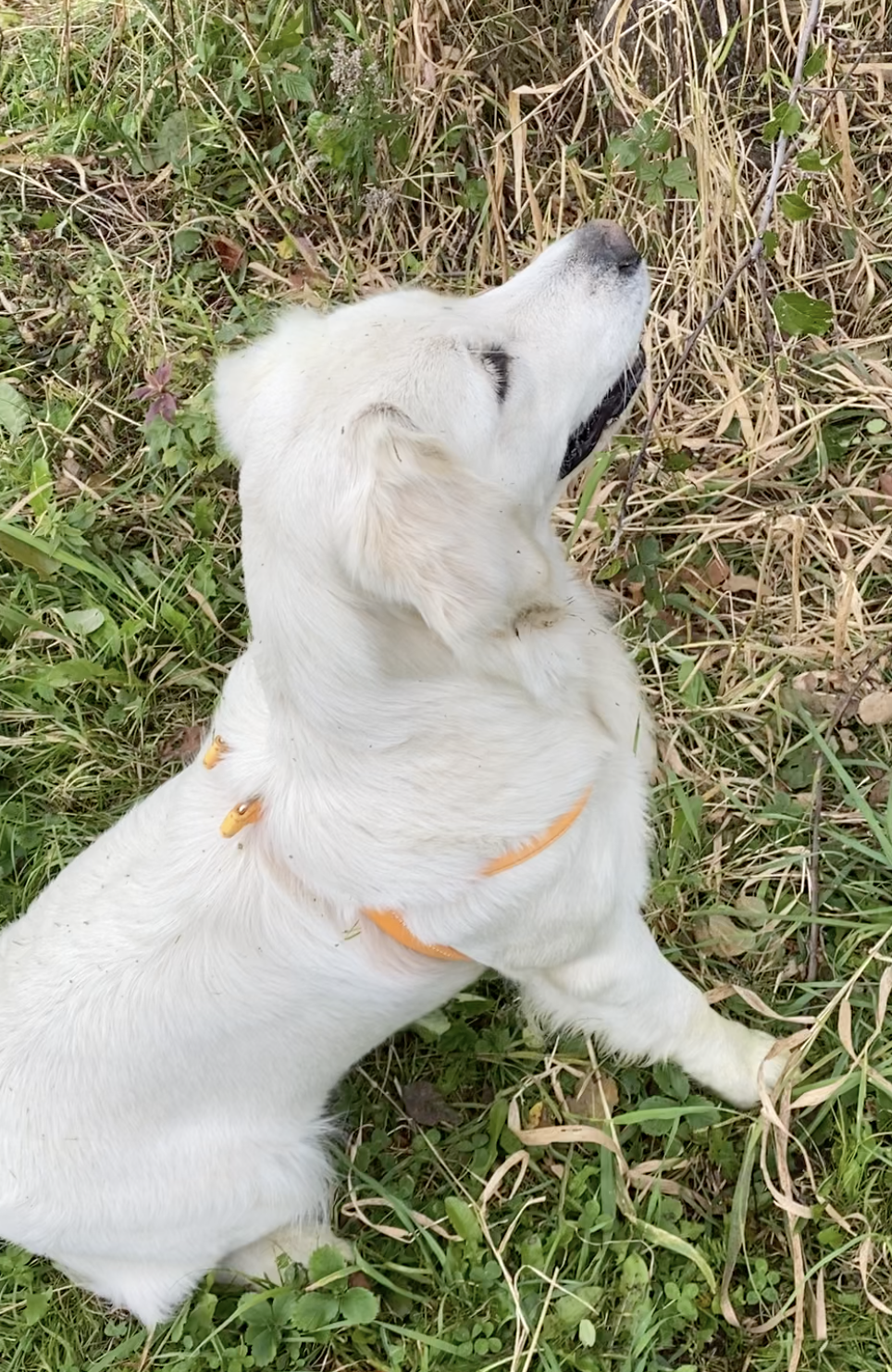 Dog picture