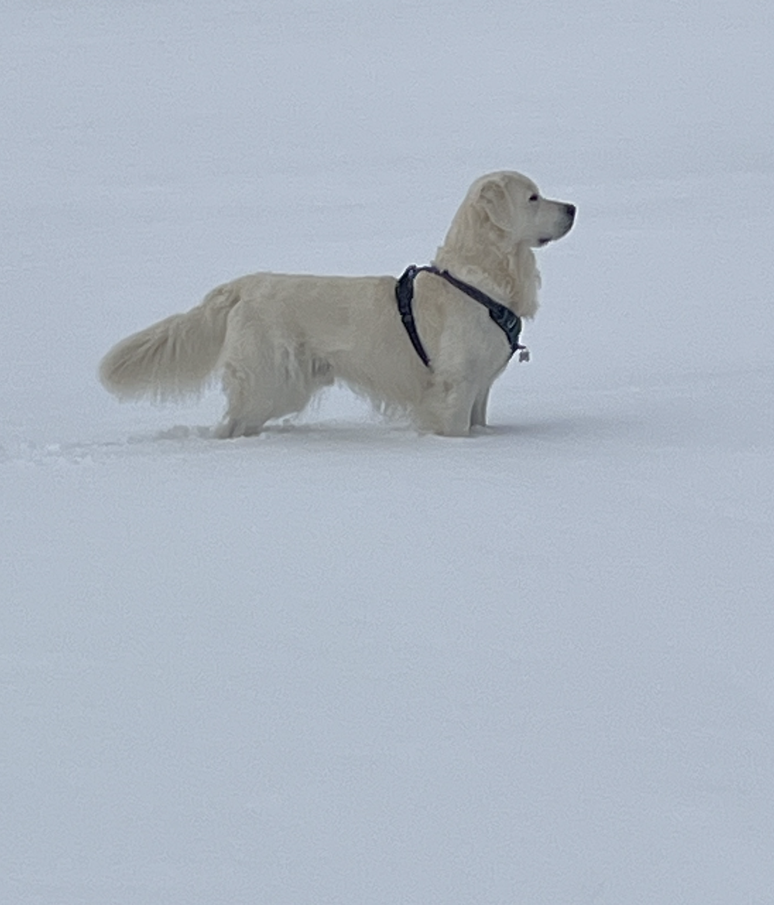 Dog picture