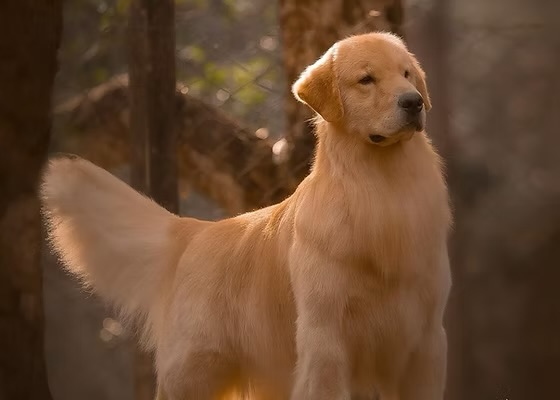 Dog picture