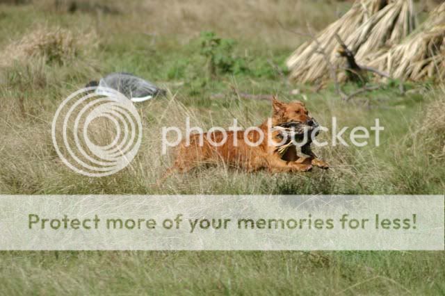 Dog picture