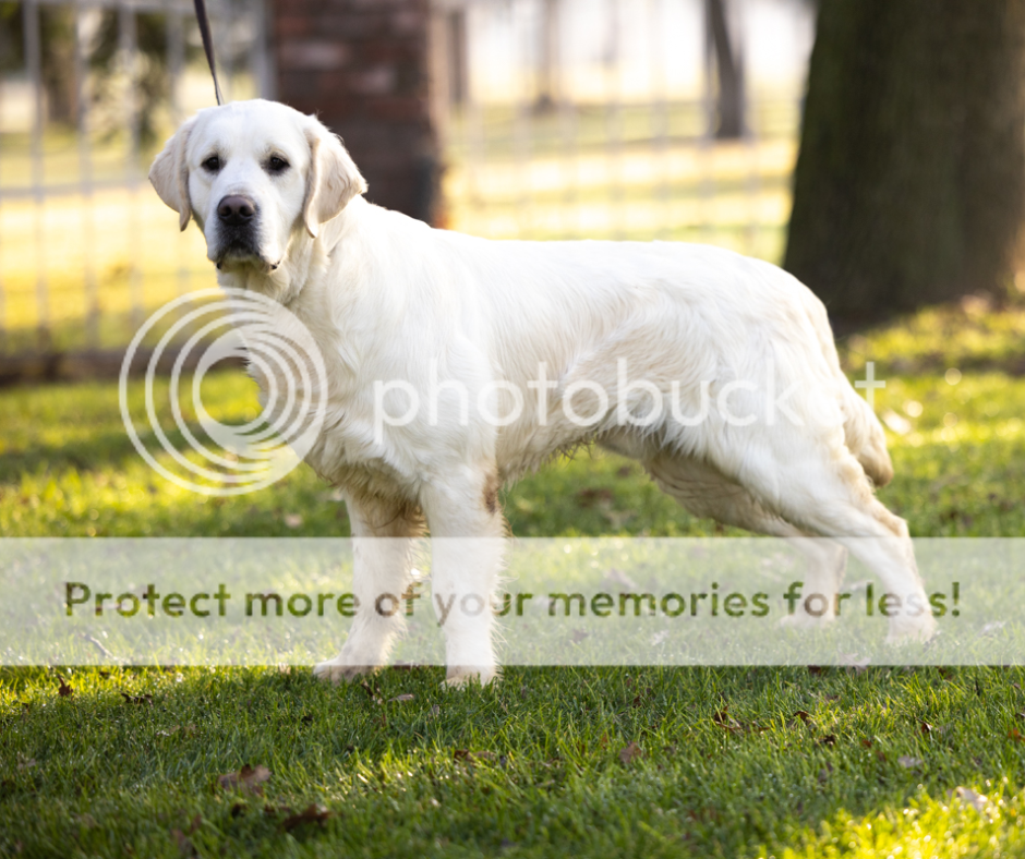 Dog picture