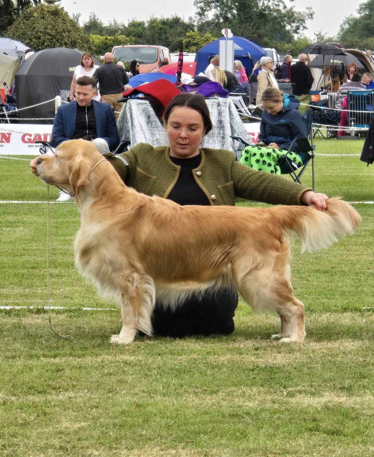Dog picture