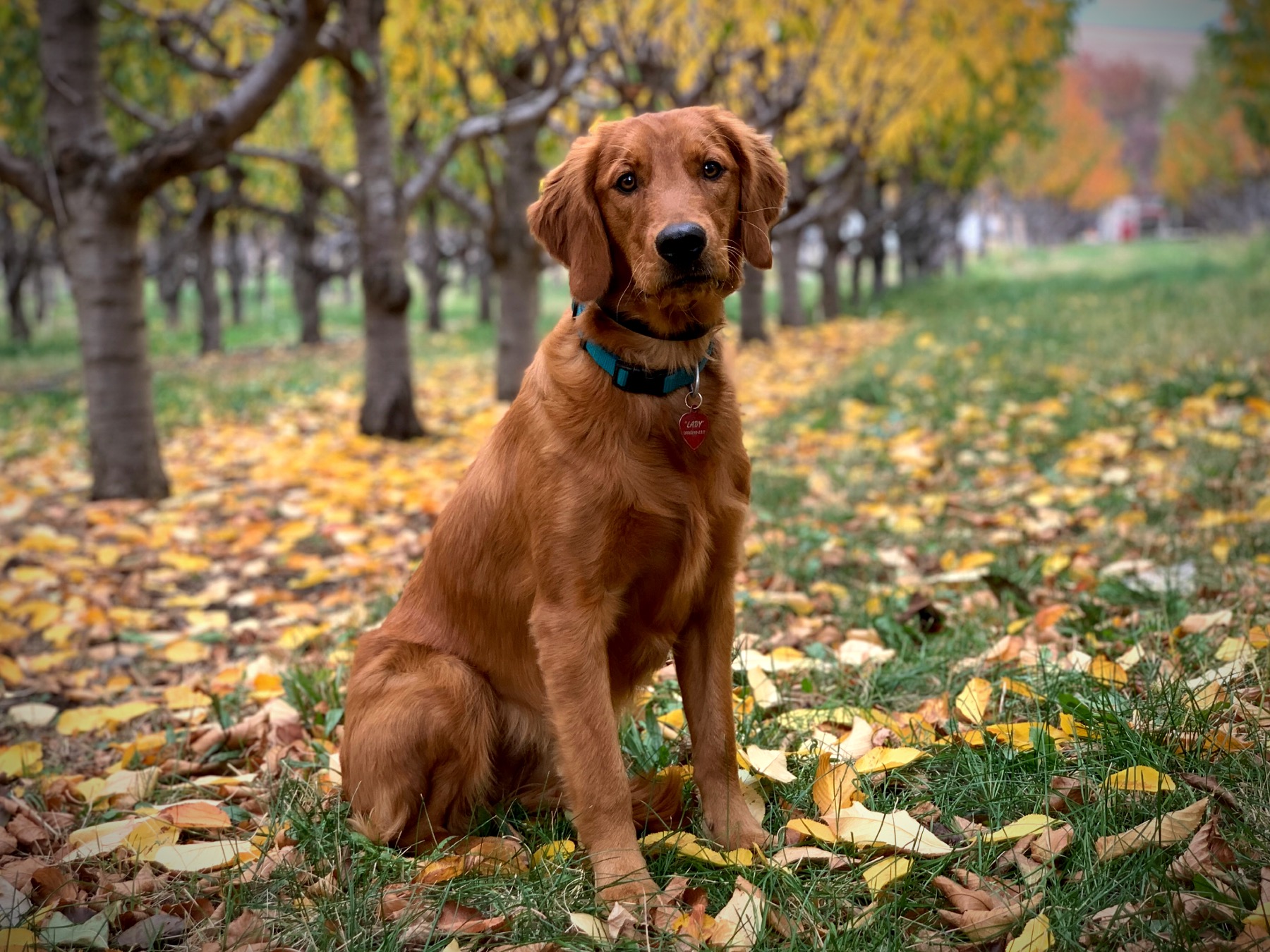 Dog picture