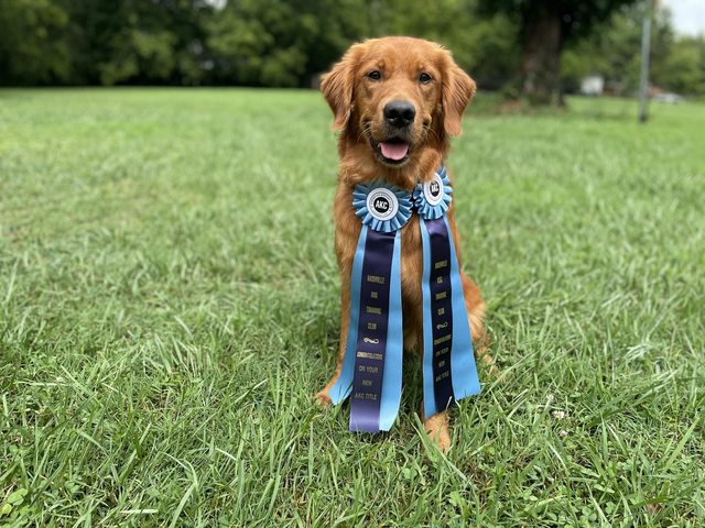 Dog picture