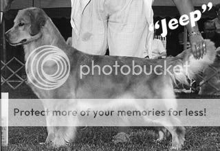 Dog picture