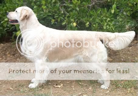 Dog picture
