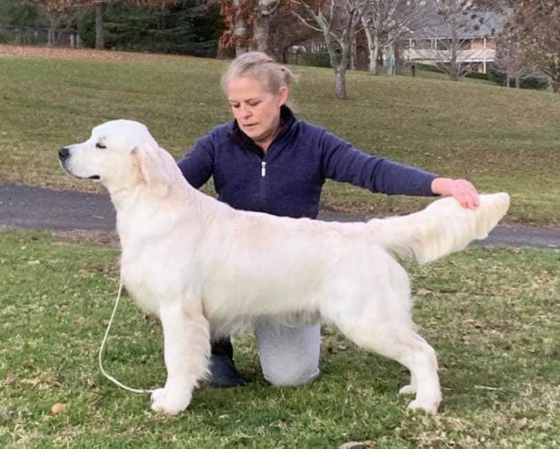 Dog picture