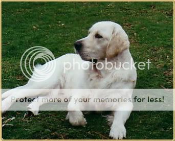 Dog picture