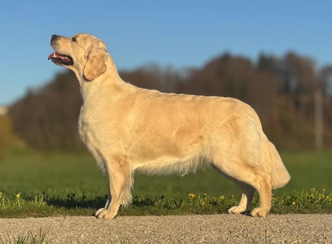 Dog picture
