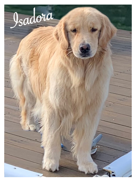 Dog picture