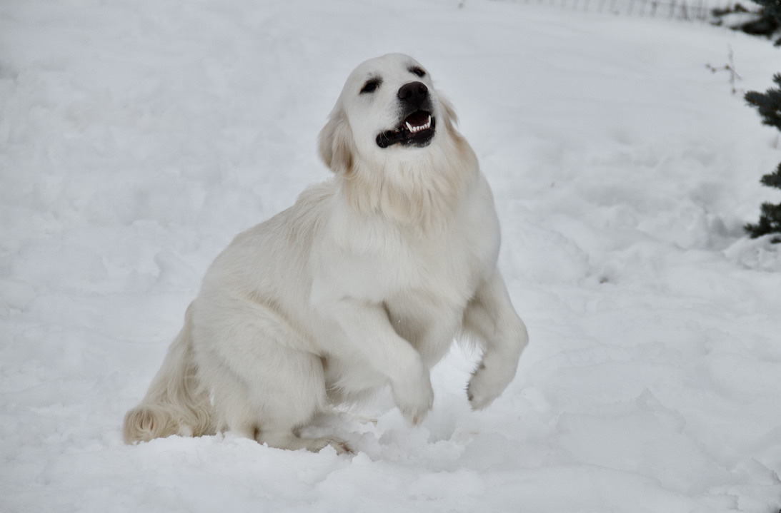 Dog picture
