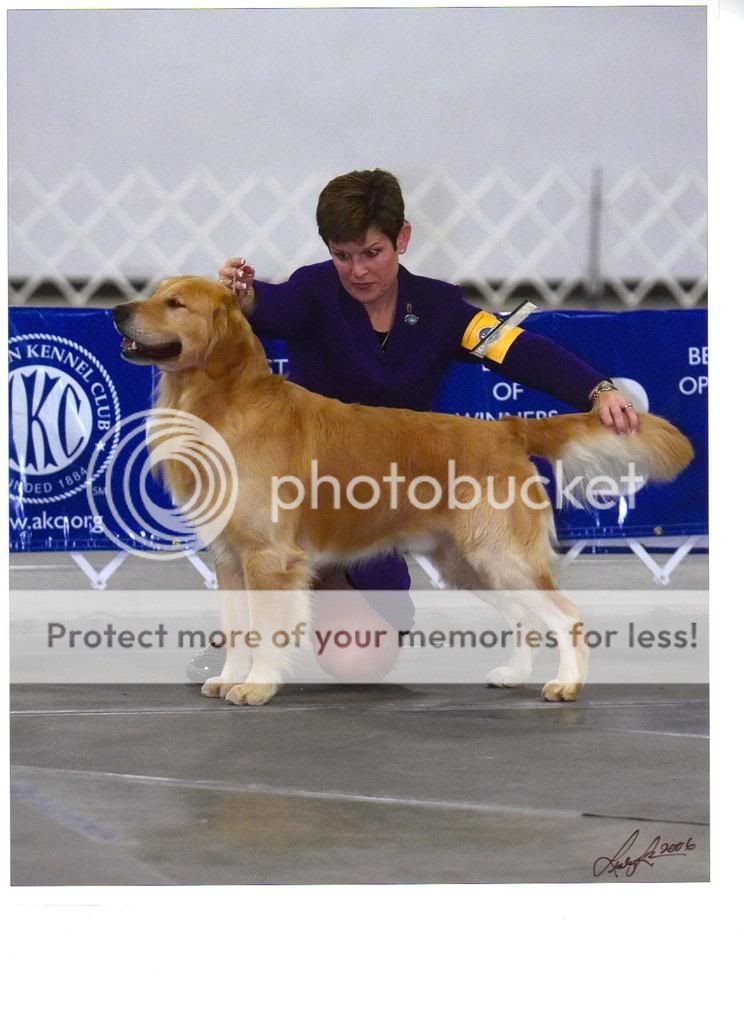 Dog picture