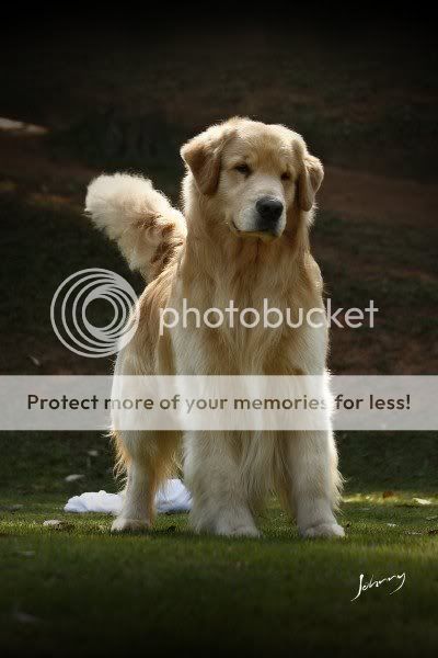 Dog picture