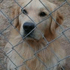 Dog picture