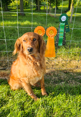 Dog picture